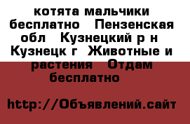 котята мальчики бесплатно - Пензенская обл., Кузнецкий р-н, Кузнецк г. Животные и растения » Отдам бесплатно   